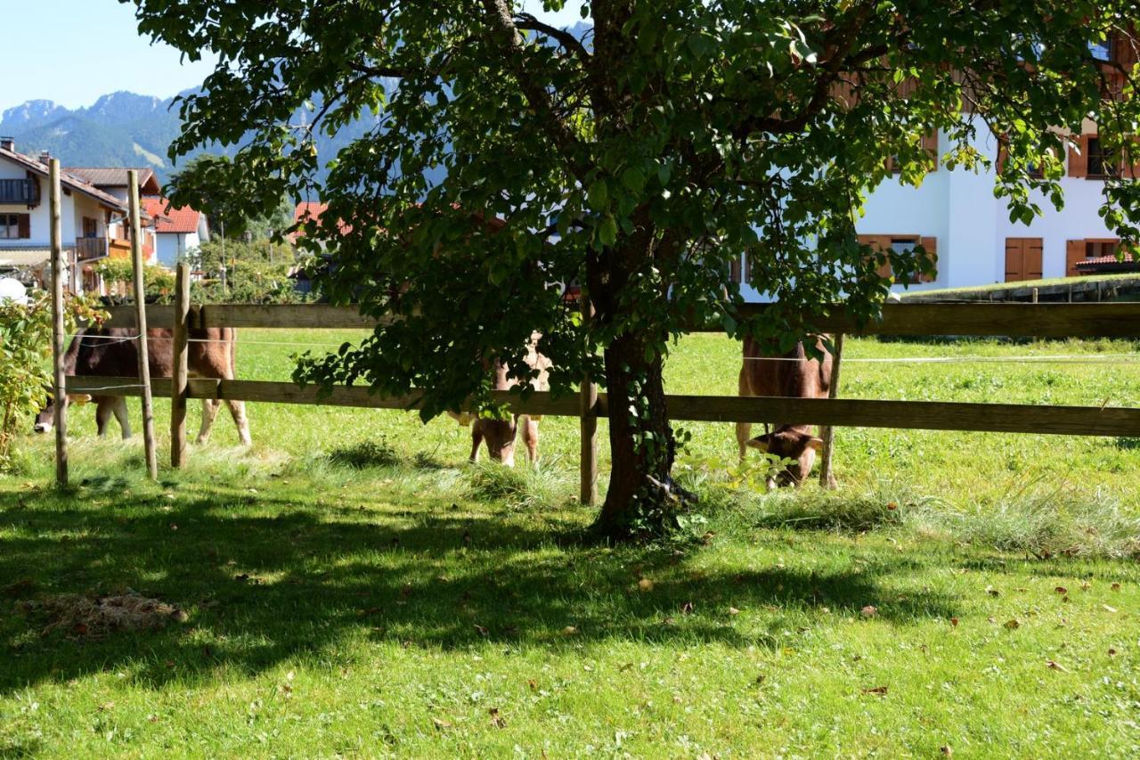 Gaestehaus Wild-Schuetz Schwangau Buitenkant foto