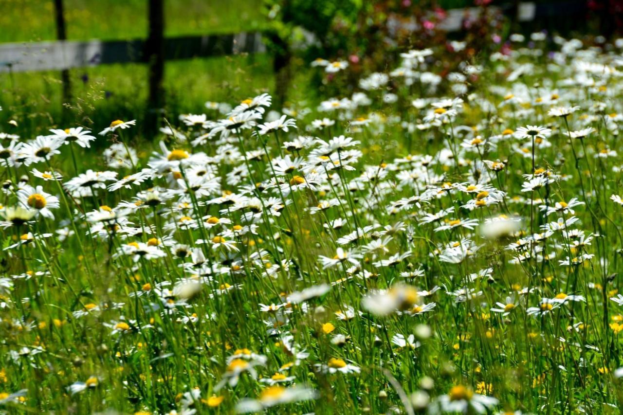 Gaestehaus Wild-Schuetz Schwangau Buitenkant foto